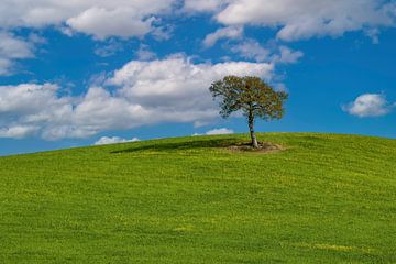 Arbre solitaire sur une colline toscane sur Ilya Korzelius