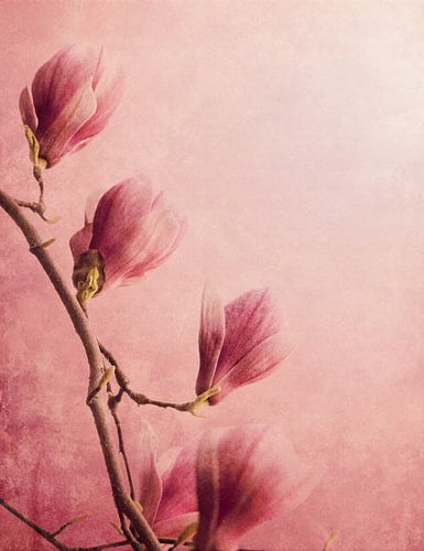 Roze magnoliaboom op een achtergrond met vintage verftextuur