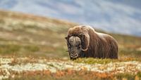 Le bœuf musqué en Norvège par Menno Schaefer Aperçu