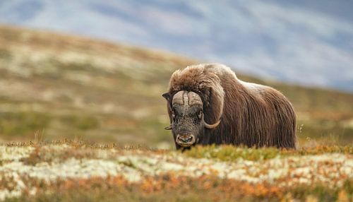 Musk ox in Norway
