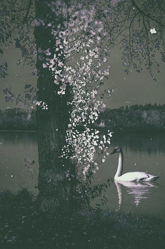 Night at Swan Lake