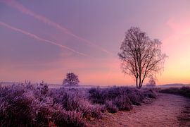 Ermelose Heide by Eddy Westdijk