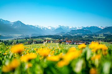 Pissenlit avec vue sur les Alpes d'Allgäu sur Leo Schindzielorz