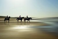 Horses at the beach