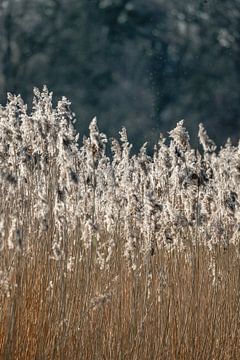 Gouden Glans - Weelde van het Riet -  Pampasgras van Femke Ketelaar