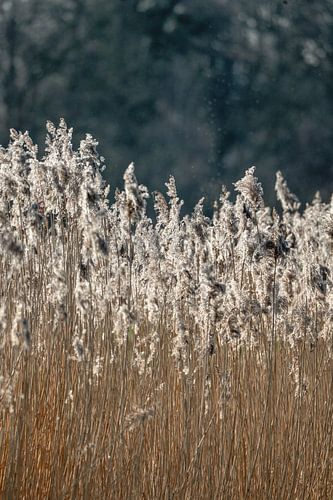 Gouden Glans - Weelde van het Riet -  Pampasgras