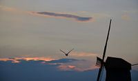 zwaan van Corinne Alferink thumbnail