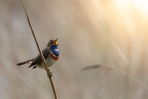 Zang van de Blauwborst in het Riet van Nature by Micha