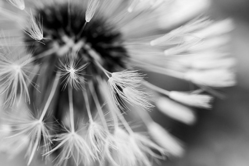 Fluffy - dandelion fluff by Beeld van de Boer