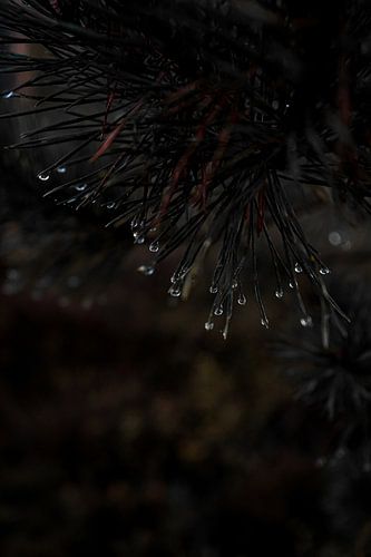 Des gouttes de pluie sur les aiguilles d'un conifère dans la Veluwe