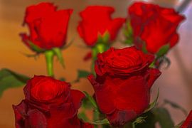 FLORAL : RED ROSES FOR WEDDING ANNIVERSARY by Photoart-Naegele