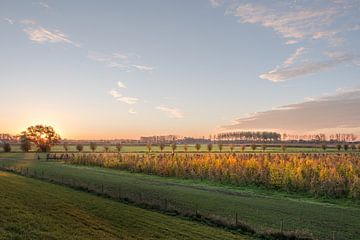 Mooi licht op fruitboomgaard