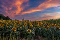 Sunflowers with the Kerkhoven Mill in the background in Oisterwijk