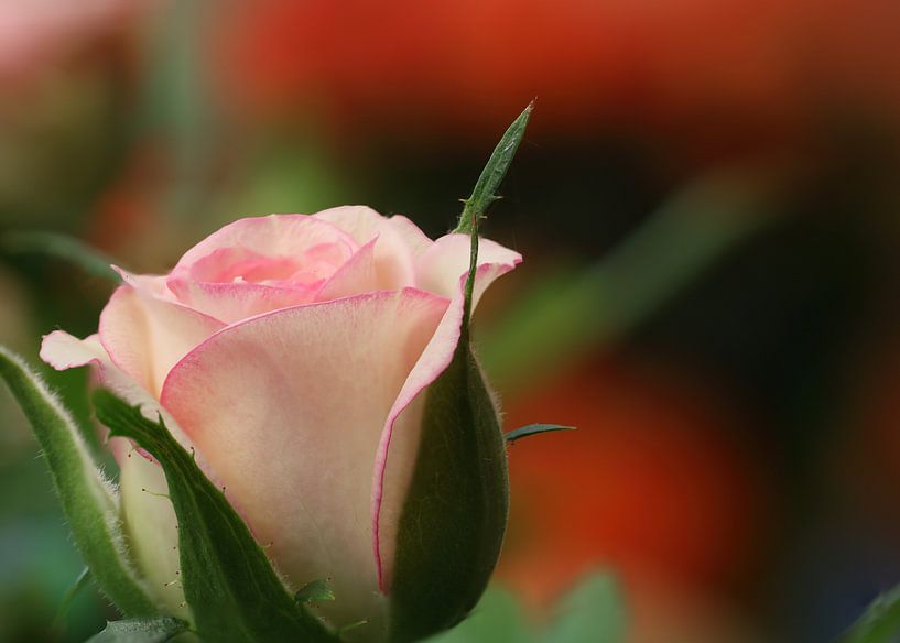 Rose van Klaus-Dieter Schulze