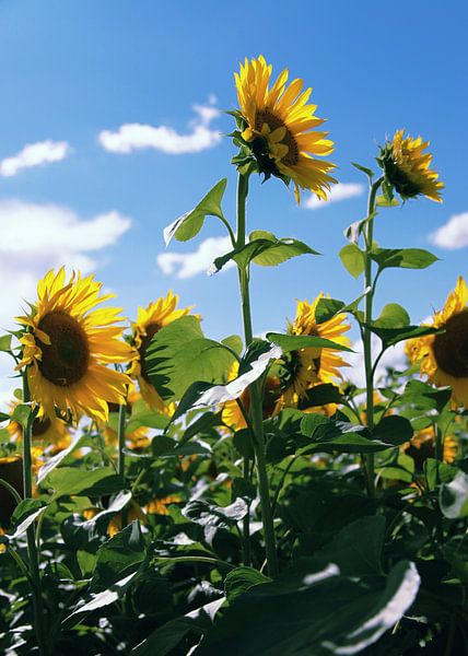 zonnebloem van Falko Follert