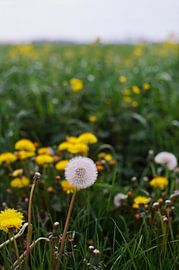 Löwenzahn-Analogie von Mandy Markman