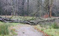 Tree fallen down blocks a path