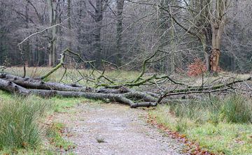 Tree fallen down blocks a path van Micha Klootwijk