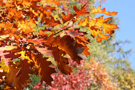 Herbstlaub im fränkischen Wald von Stefan Dunkel Naturfotografie