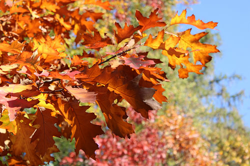 Herfstbladeren in het Frankische bos
