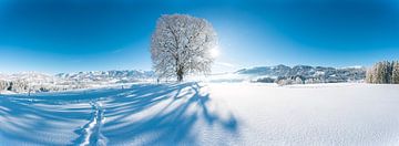 Wittelsbacher Höhe met linde in de winter met de Allgäuer Alpen en verse sneeuw van Leo Schindzielorz