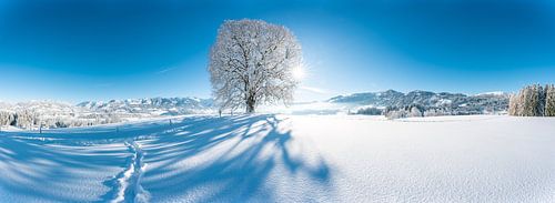 Wittelsbacher Höhe met linde in de winter met de Allgäuer Alpen en verse sneeuw