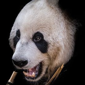 Panda portret van Jessica Blokland van Diën