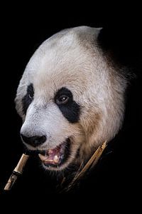 Panda portret van Jessica Blokland van Diën