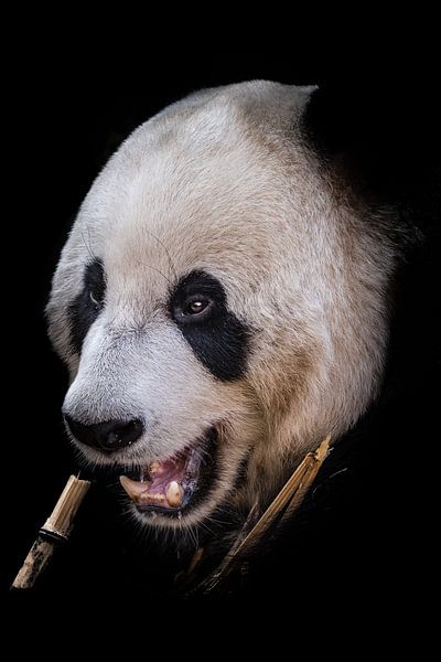 Portrait de panda par Jessica Blokland van Diën