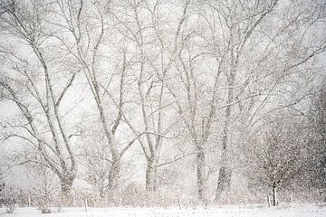 Snowy landscape in Sint-Oedenrode