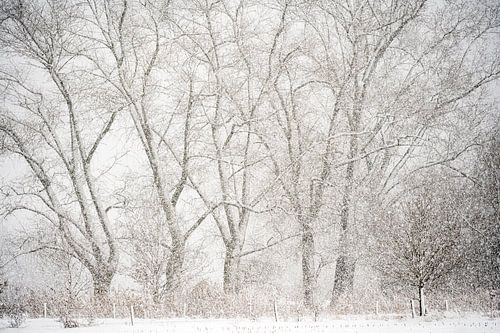 Snowy landscape in Sint-Oedenrode by Gerry van Roosmalen