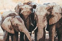 Elephants at waterhole || Botswana, Chobe National Park
