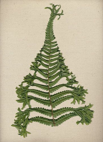 Der Farn aus unserem eigenen Garten auf Leinwand