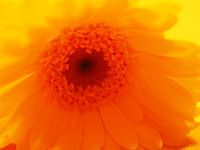 Fleur en bouton