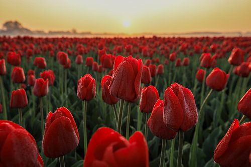 Tulipes au soleil du matin sur Eefje John