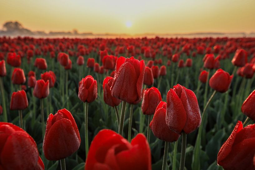 Tulips in the morning sun by Eefje John