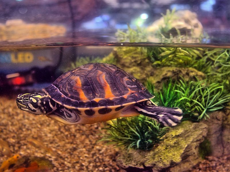 Waterschildpad van Edgar Schermaul