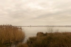 Landschaft Der Goorven in Esbeek Teil des Anwesens der Utrecht
