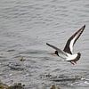 Flying Oystercatcher by 2BHAPPY4EVER.com photography & digital art