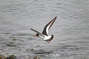 Fliegender Austernfischer