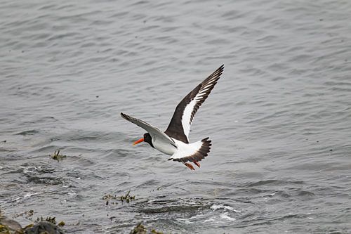 Huîtrier pie volant