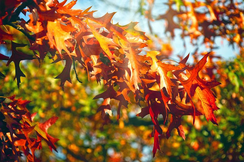 Feuilles de chêne par Holger Felix