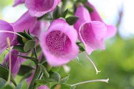 Een blik in de binnenkant van de bloemkelk van een rode monnikskap van Helmut Martin - The Art of Stone - Steinkunst & Photographie