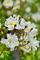 Roses blanches