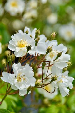 White roses by Myrthe Visser-Wind