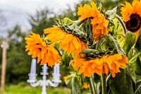 Zonnebloemen