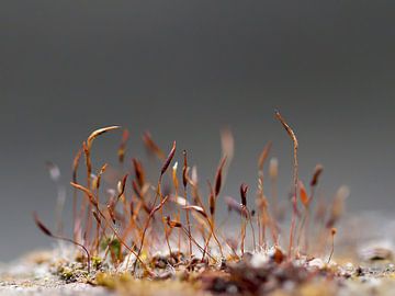 moss on a wall by Klaartje Majoor
