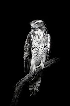 Havik van Poster Art Shop