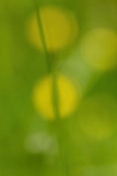 Lichtflüstern im Grünen