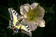 Schmetterling auf Lilienblüte von Christine Nöhmeier Miniaturansicht